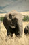 Free Elephant Eating Grass Stock Photography - 4917142