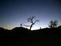 Free Frank Slide Tree Stock Photography - 4921662