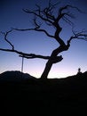 Free Frank Slide Tree 2 Stock Photography - 4921682