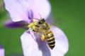 Free Bee Collecting Pollen Stock Photography - 4927902
