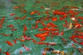 Free Koi Carps In The Spring Water Royalty Free Stock Photo - 4928965