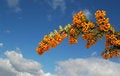Free Berries And Sky Stock Photos - 4929443