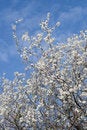 Free Flowering Bushes Royalty Free Stock Photography - 4930417