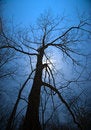Free Tree Silhouette Royalty Free Stock Photos - 4934518
