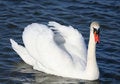 Free Graceful White Swan On A Water Royalty Free Stock Photo - 4937255