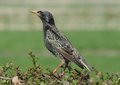 Free Starling Royalty Free Stock Images - 4937649