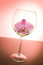 Free Pink Orchid In The Wine Glass Stock Photo - 4930940