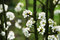 Free Blossom (2) Stock Image - 4932111