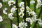 Free Blossom Royalty Free Stock Photography - 4932117