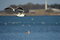 Free Seagull Is In Flight Stock Photo - 4937220