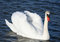 Free Graceful White Swan On A Water Royalty Free Stock Photo - 4937255