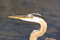Free Great Blue Heron Royalty Free Stock Photo - 4938895
