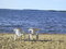 Free Two Chairs On The Coast Royalty Free Stock Photos - 4939368