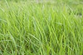 Free Grass Stock Photography - 4941392
