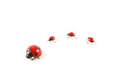 Free Ladybug 2 Royalty Free Stock Image - 4943466