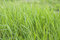 Free Grass Stock Photography - 4941392