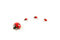 Free Ladybug 2 Royalty Free Stock Image - 4943466