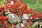 Free Overgrown Rock Wall Stock Photos - 4943633