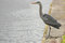 Free Grey Heron Royalty Free Stock Photography - 4946207