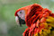 Free Scarlet Macaw With Ruffled Feathers Royalty Free Stock Photography - 4948227