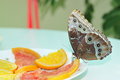 Free Live Butterfly Royalty Free Stock Photography - 4953087