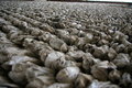 Free Shell Wall Royalty Free Stock Image - 4955146