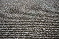 Free Shell Wall Stock Photo - 4955150
