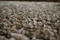 Free Shell Wall Stock Photo - 4955230
