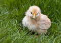 Free Cute Fluffy Chicken Stock Images - 4957514