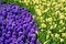 Free Hyacinths And Daffodils Together Stock Images - 4952564