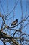 Free Starling Royalty Free Stock Images - 4958869
