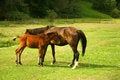 Free Horses Stock Photography - 4960262