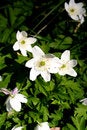 Free Spring Flower Royalty Free Stock Images - 4960729