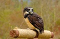 Free Spectacled Owl Stock Photo - 4961120