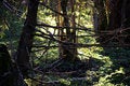 Free Spring Forest Scene Stock Image - 4961541
