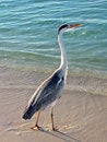 Free Bird : A Big Grey Heron Royalty Free Stock Photos - 4965778