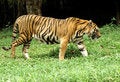 Free Indonesia ;Sumatra Tiger Royalty Free Stock Images - 4965839