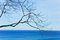 Free Branch And The Sea Stock Photography - 4962702