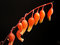 Free Orange Pod Blooms Stock Photos - 4963433