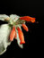 Free Orange Succulent Blooms Stock Photography - 4963452