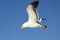 Free Pacific Gull Stock Photos - 4963553