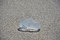 Free Closeup Of Beached Clear Jellyfish Royalty Free Stock Photography - 4967007