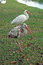 Free Juvenile American White Ibis With Adult Stock Photography - 4967012