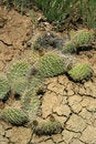 Free Cactus Stock Image - 4973331