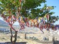 Free Tree Of Happiness Stock Photos - 4974303