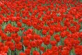 Free Field Of Red Tulips Stock Photo - 4975290