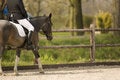 Free Horse Royalty Free Stock Photography - 4976037