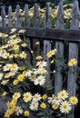 Free Overgrown Stock Images - 4979204