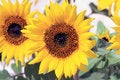 Free Sunflower At A Botanical Garden Stock Photography - 4979822