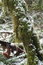 Free Dusted Forest Stock Photography - 4973142